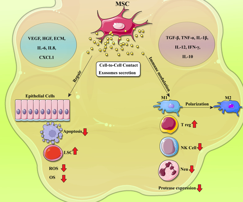 圖1:間充質干細胞?(MSCs)?在COPD中調節炎癥和肺組織修復的機制 圖1:間充質干細胞?(MSCs)?在COPD中調節炎癥和肺組織修復的機制
