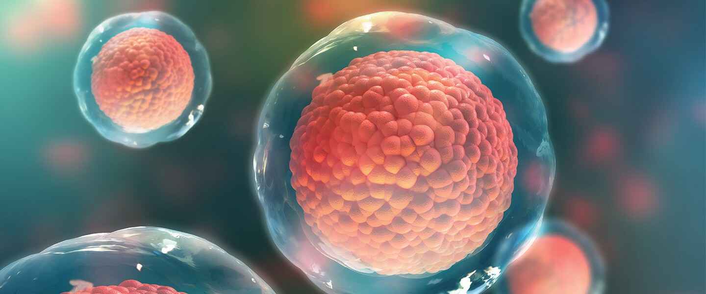 干細胞：它們是什么以及它們的作用？