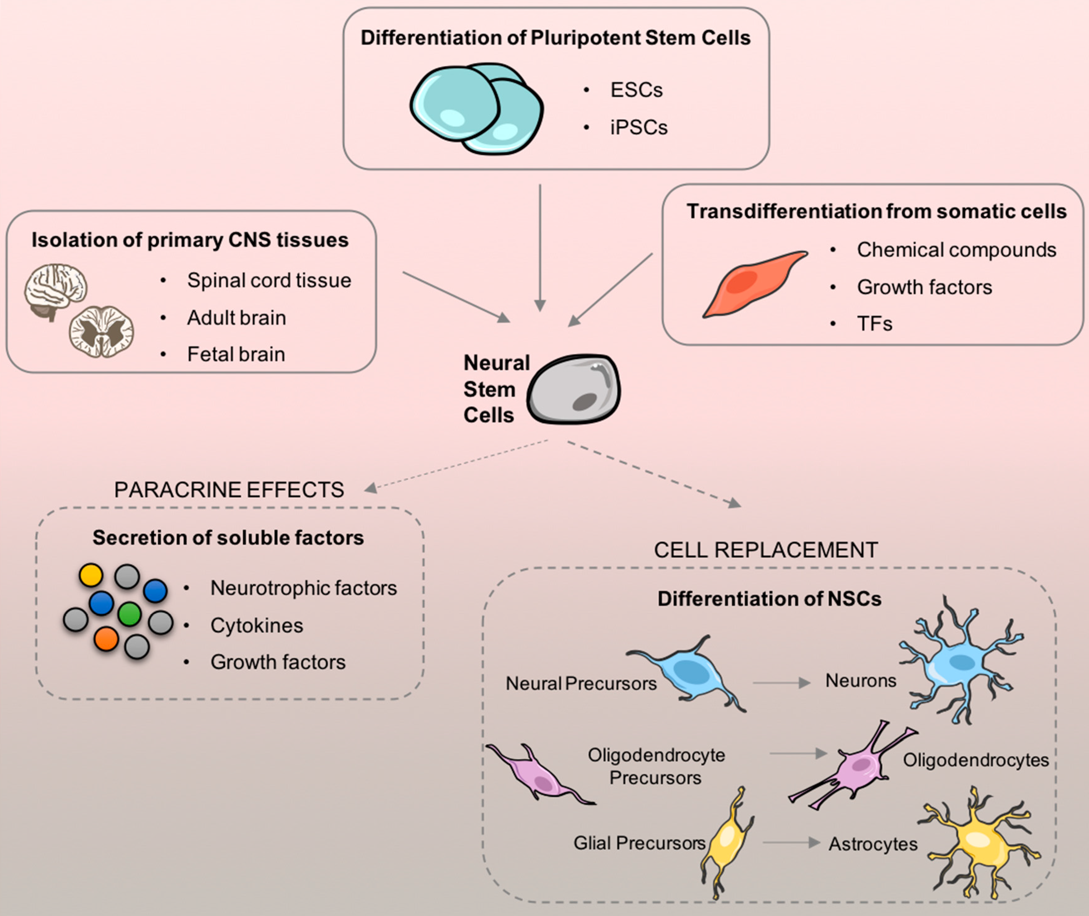 圖1.?神經干細胞 (NSC) 來源及其在細胞移植后的治療適用性。
