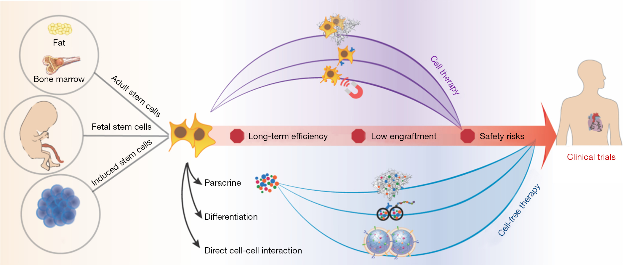 圖1：加速干細胞療法臨床轉化的生物工程策略。