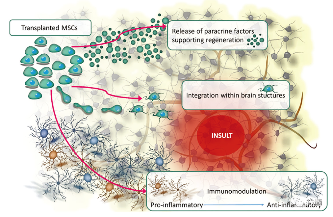 02間充質干細胞的作用機制