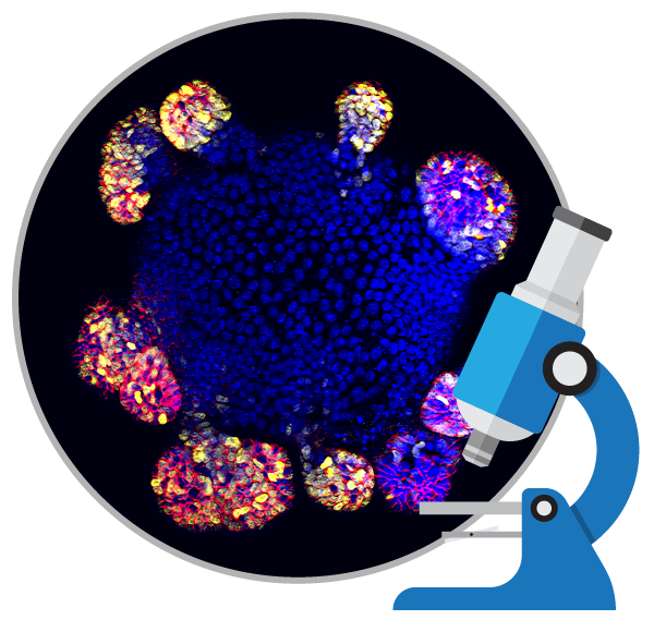 消除所謂的干細胞療法是真的包治百病的神話！