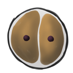 2. 卵子開始分裂產生新的細胞。