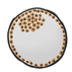4. 細胞分為內部團塊和外部團塊。內部細胞可以作為干細胞收獲。