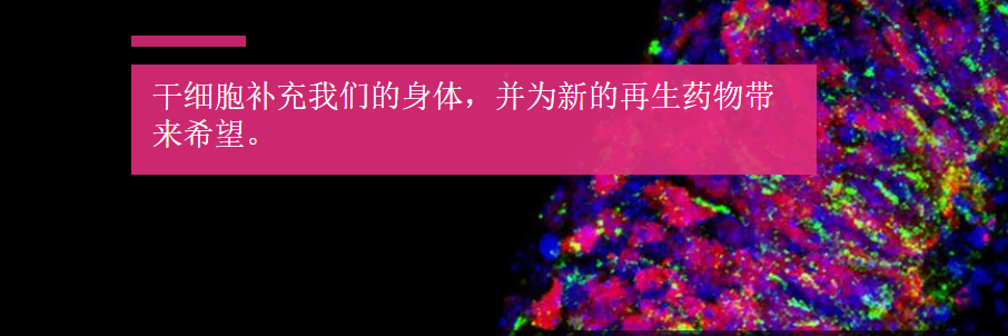 干細胞——區分炒作與現實