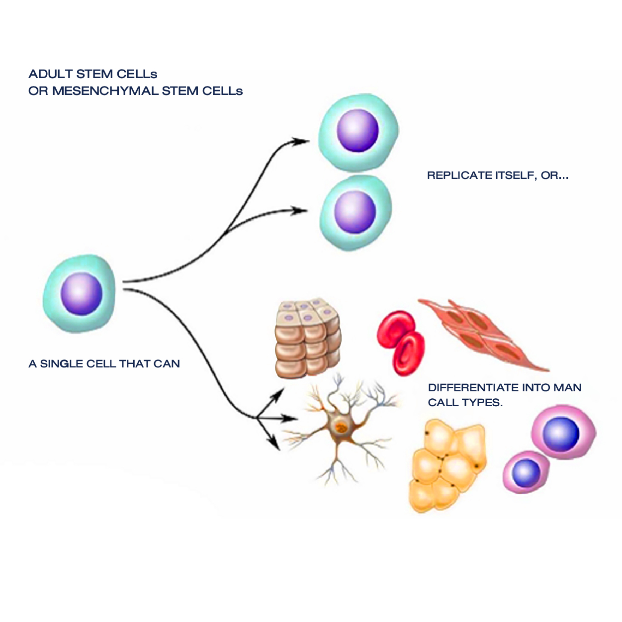 成體干細(xì)胞或間充質(zhì)干細(xì)胞