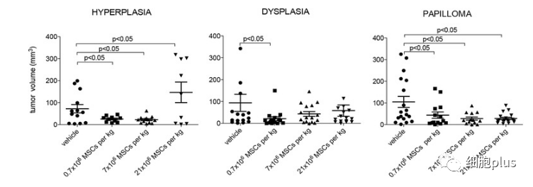 3?低劑量全身施用同種異體間充質(zhì)干細胞預防腫瘤生長