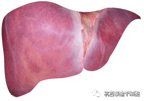 干細胞如何治療慢性肝病？