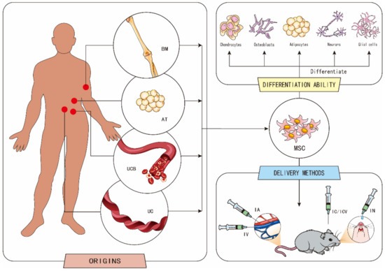 圖1.?間充質干細胞 (MSCs) 的起源、分化能力和傳遞方式