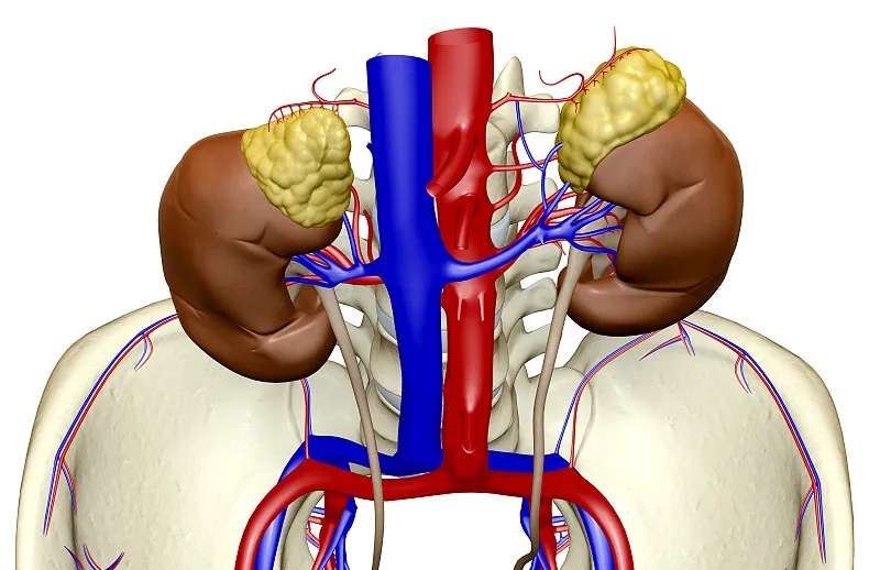 為什么要選擇干細(xì)胞治療而不是腎移植? 為什么要選擇干細(xì)胞治療而不是腎移植?