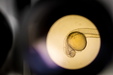 什么是成體干細(xì)胞