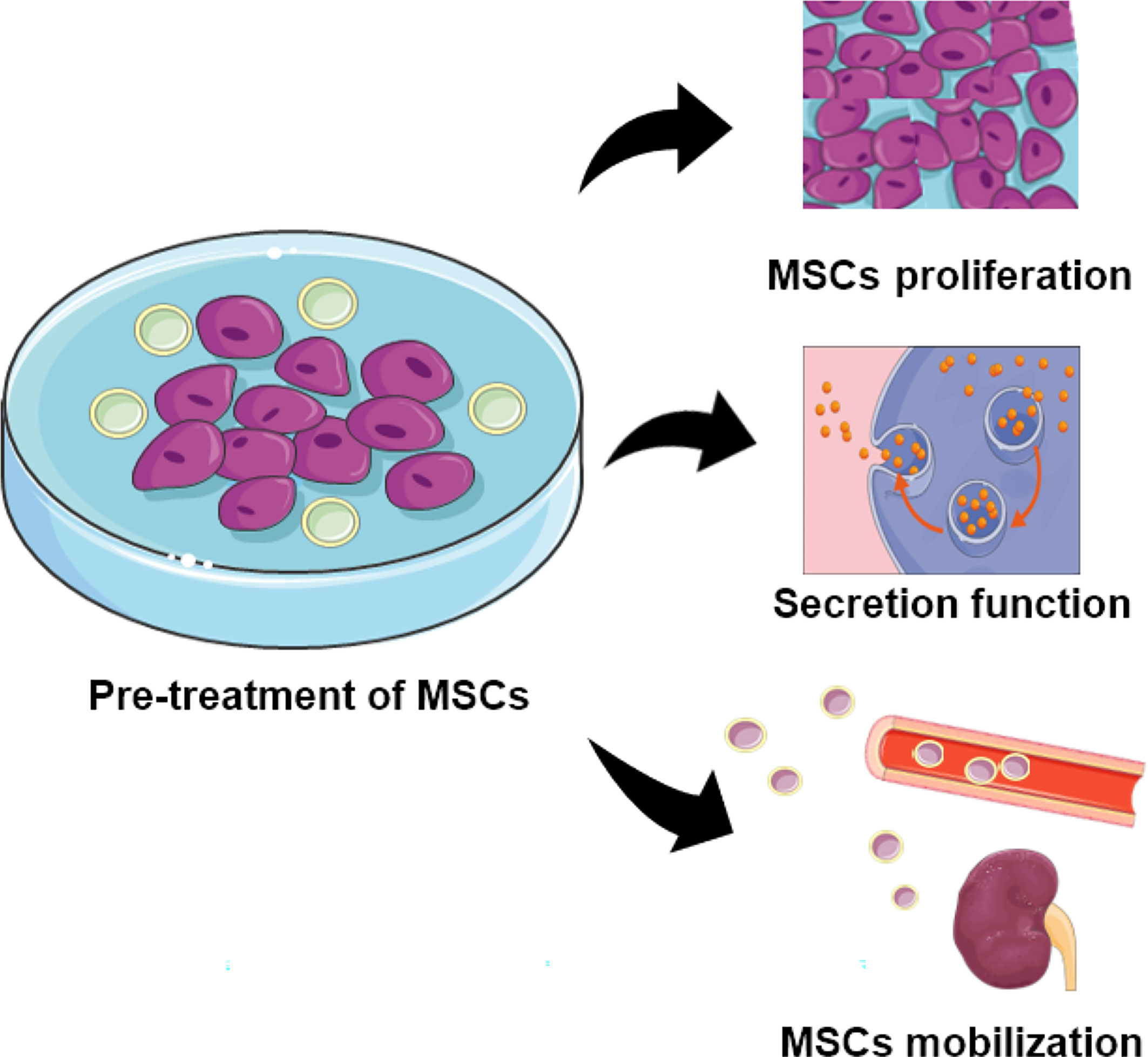圖2：用特定物質(zhì)預(yù)處理的MSCs的功能。預(yù)處理的MSC表現(xiàn)出增強的增殖、分泌和定位能力