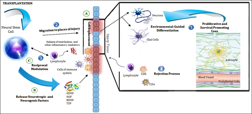 移植的神經干細胞在宿主中的作用機制