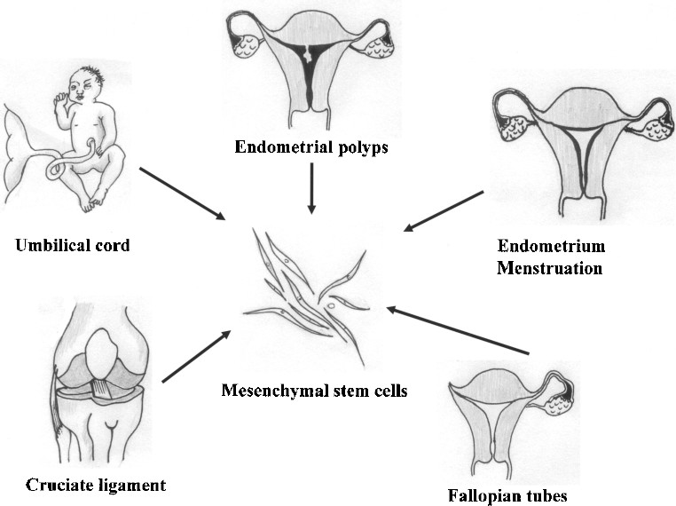 圖1。各種新的MSC來源。細胞經(jīng)過分離培養(yǎng)，可分化為三個胚層用于移植