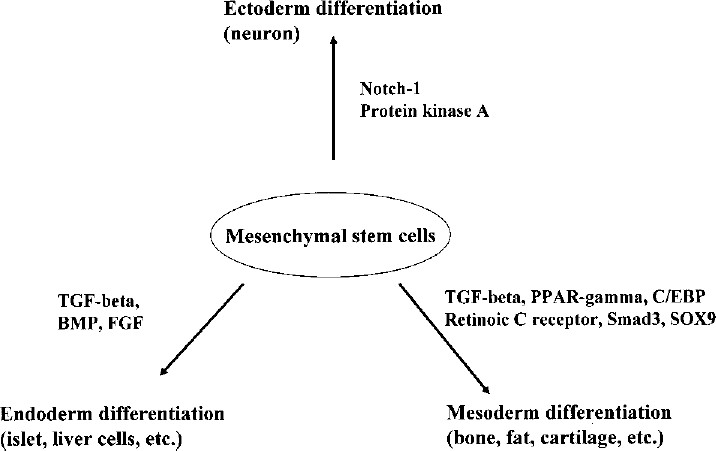 圖3：各種途徑對MSCs分化的影響。MSCs可以通過不同的細胞因子和途徑分化形成不同的譜系。