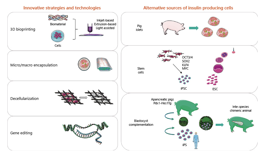 圖1：用于替代β細胞的胰島素生成細胞的創新技術和替代來源。