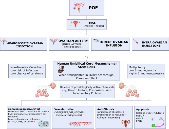 使用干細(xì)胞治療卵巢損傷的擬議機(jī)制。