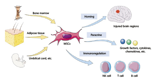 間充質干細胞治療神經退行性疾病的機制