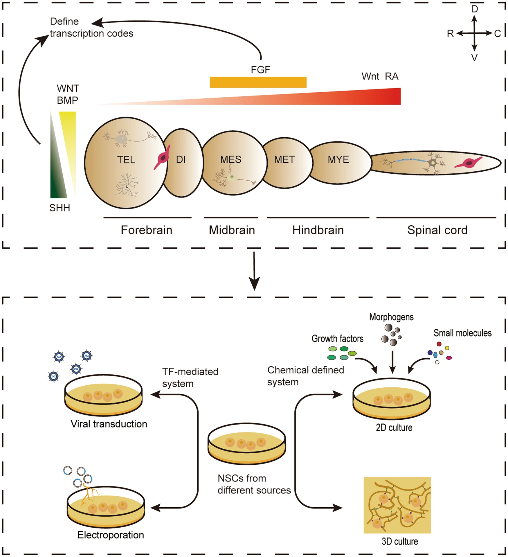 圖3：神經譜系亞型規范的神經發育原理，指導不同來源的NSC在體外定向分化。