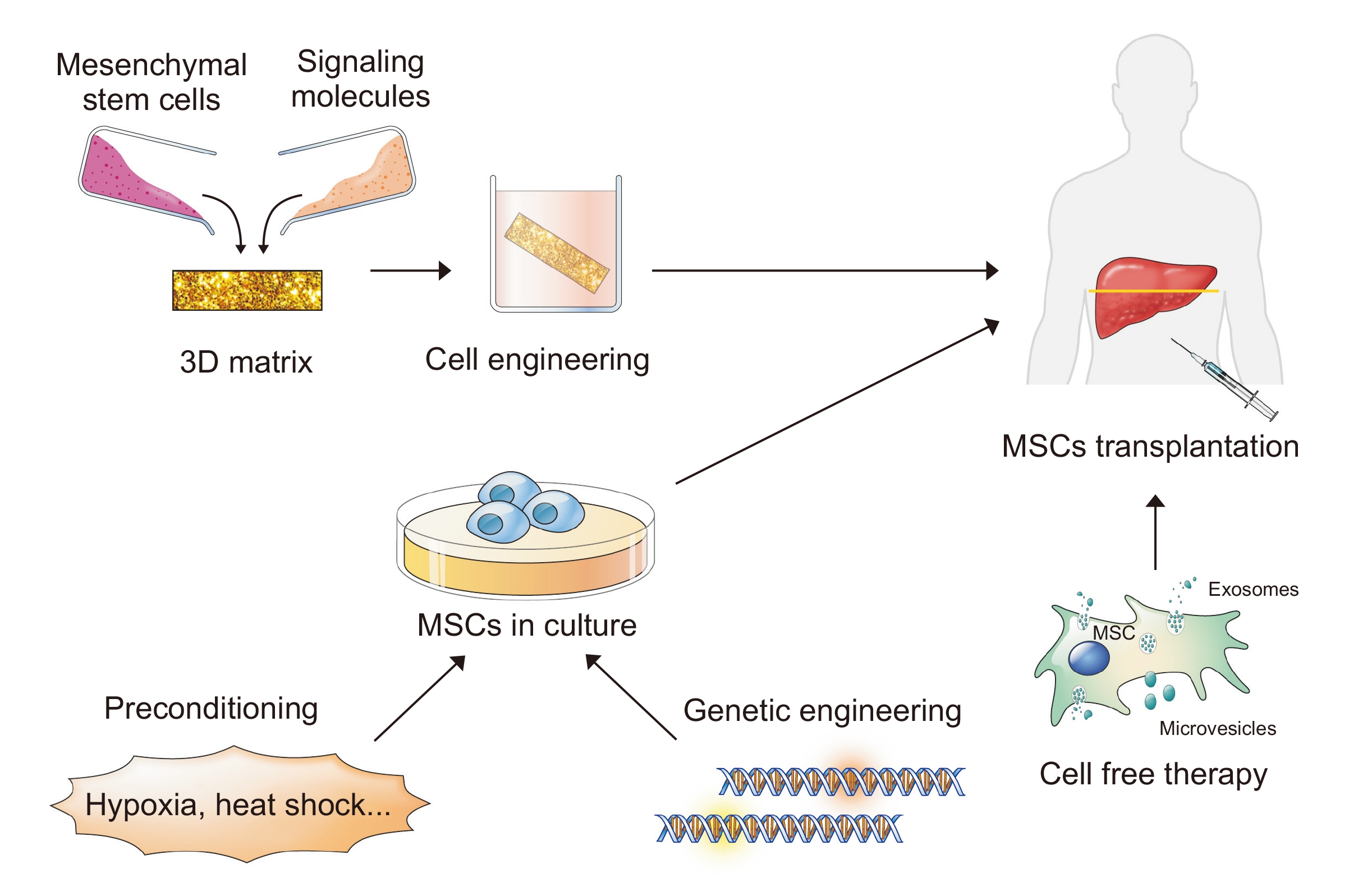 提高間充質(zhì)干細胞（MSC）療法療效的策略。