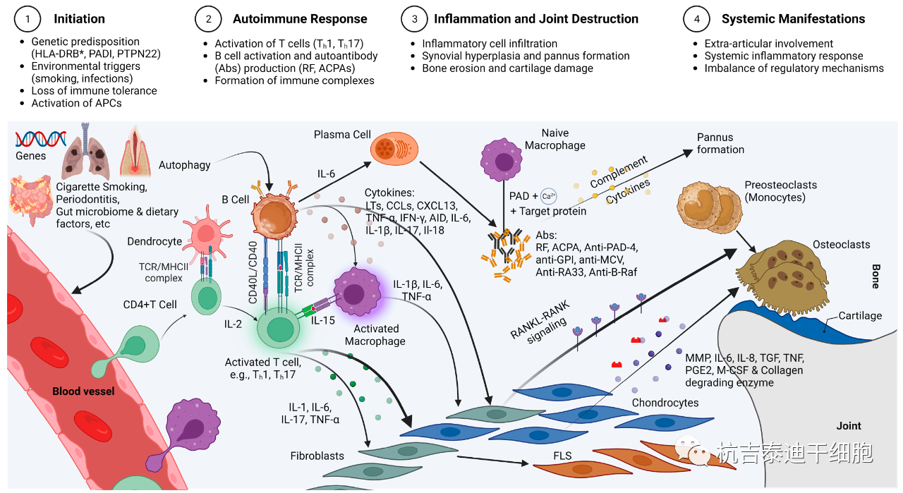 圖1：RA的免疫發(fā)病機制示意圖，強調(diào)了在RA發(fā)展中發(fā)揮關(guān)鍵作用的各種細胞和分子因素的復(fù)雜相互作用。