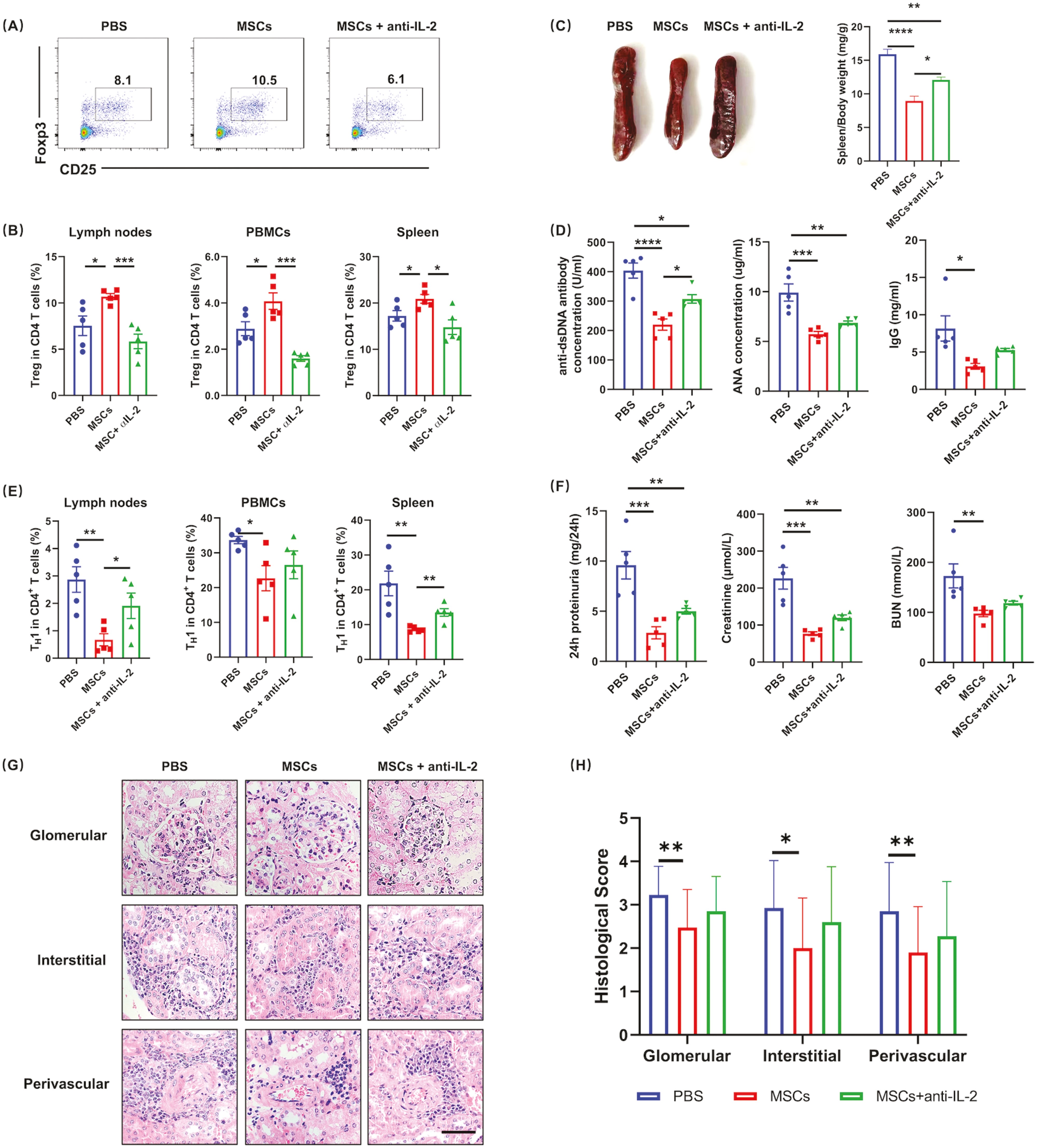 圖6：IL-2的中和顯著損害了MSC對SLE的治療效果