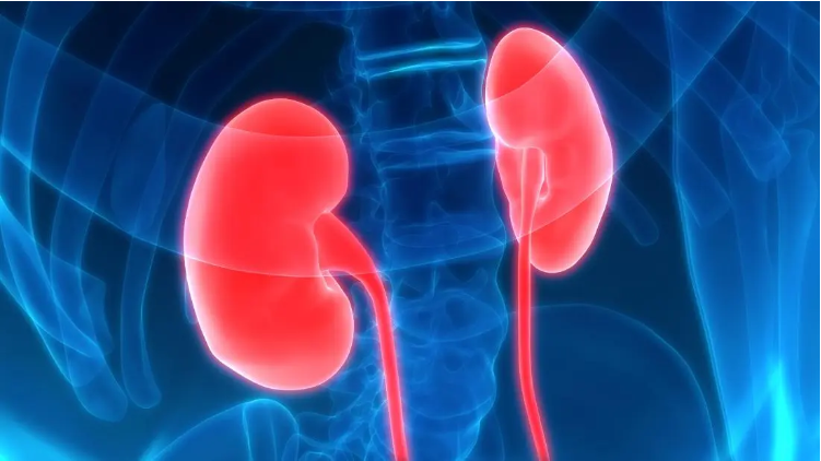 關于腎炎-類型-病因-癥狀-診斷-治療