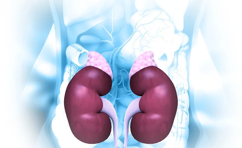 慢性腎衰竭的癥狀-病因-診斷-治療-預防