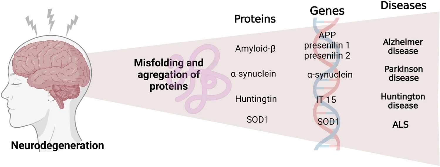 圖3：神經(jīng)退行性疾病發(fā)生的過(guò)程。