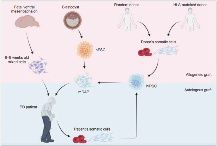 圖1：帕金森病 (PD) 細胞替代療法的潛在細胞來源比較。