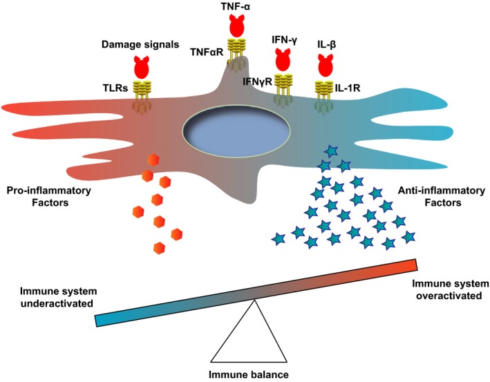 圖2：顯示免疫系統平衡的表格