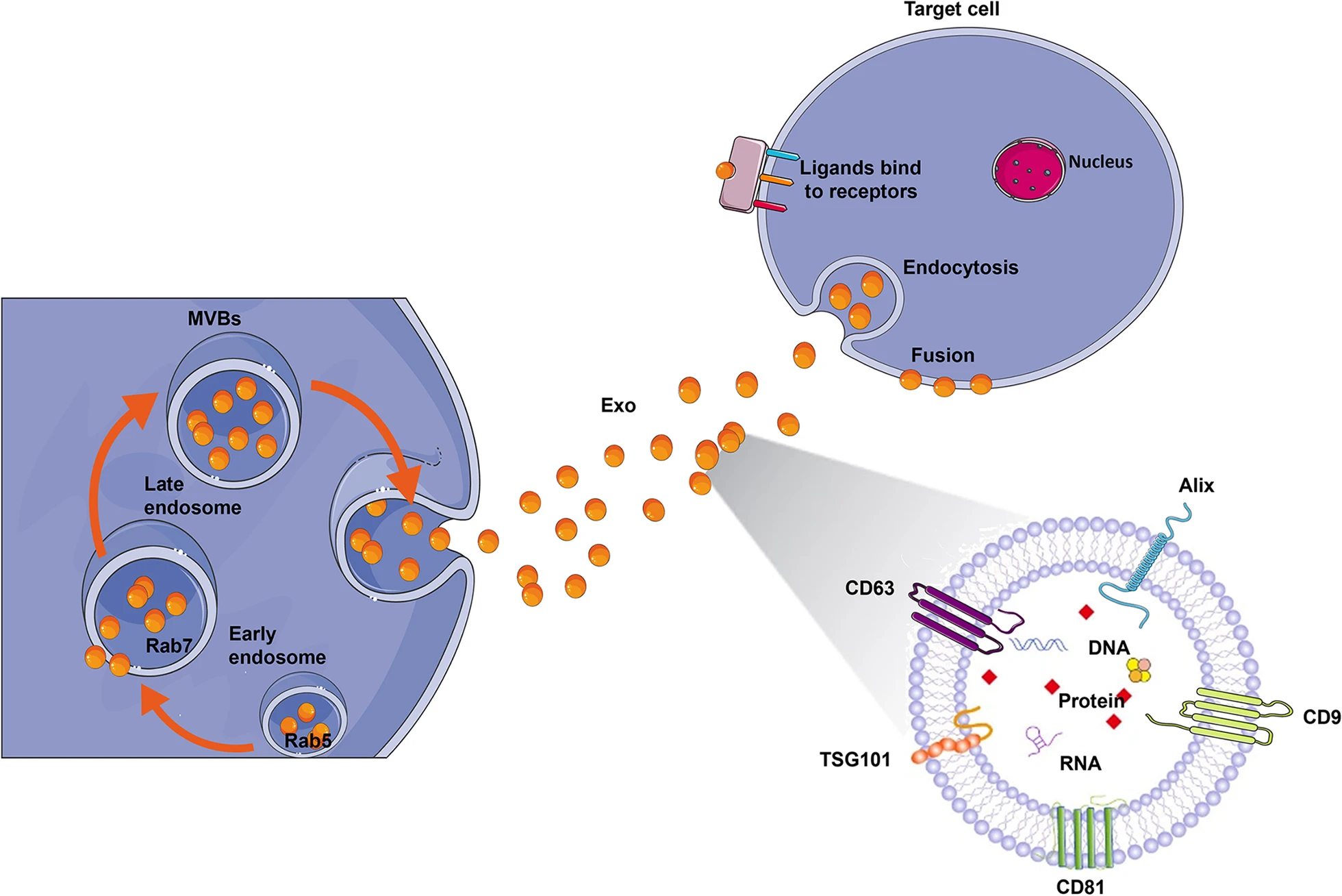 圖2：外泌體生物合成和配體受體結合的示意圖。