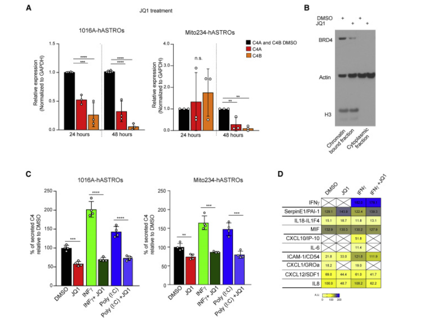 △人星形膠質細胞分泌C4