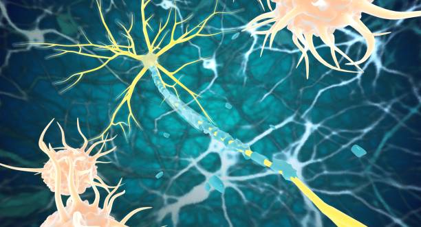 神經(jīng)干細(xì)胞：鑒定、功能、培養(yǎng)和分離