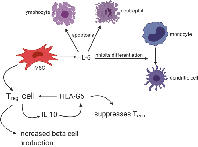 圖2：MSC通過與Treg細胞相互作用產生HLA-G5，抑制細胞毒性T細胞并促進Treg細胞，從而抑制T1DM自身免疫作用
