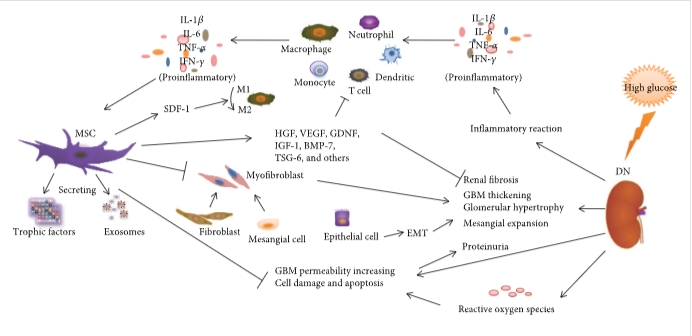 圖1：間充質干細胞通過調節炎癥反應、纖維化反應和免疫細胞來減輕DN的病理變化和臨床表現