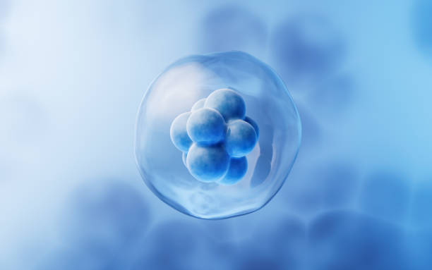 關(guān)于干細(xì)胞方面經(jīng)常問的問題有哪些？