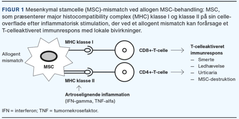 MHC錯(cuò)配可能會(huì)在同種異體治療期間引起免疫反應(yīng)，這已在從第一次治療到第二次治療的重復(fù)治療中得到證實(shí)