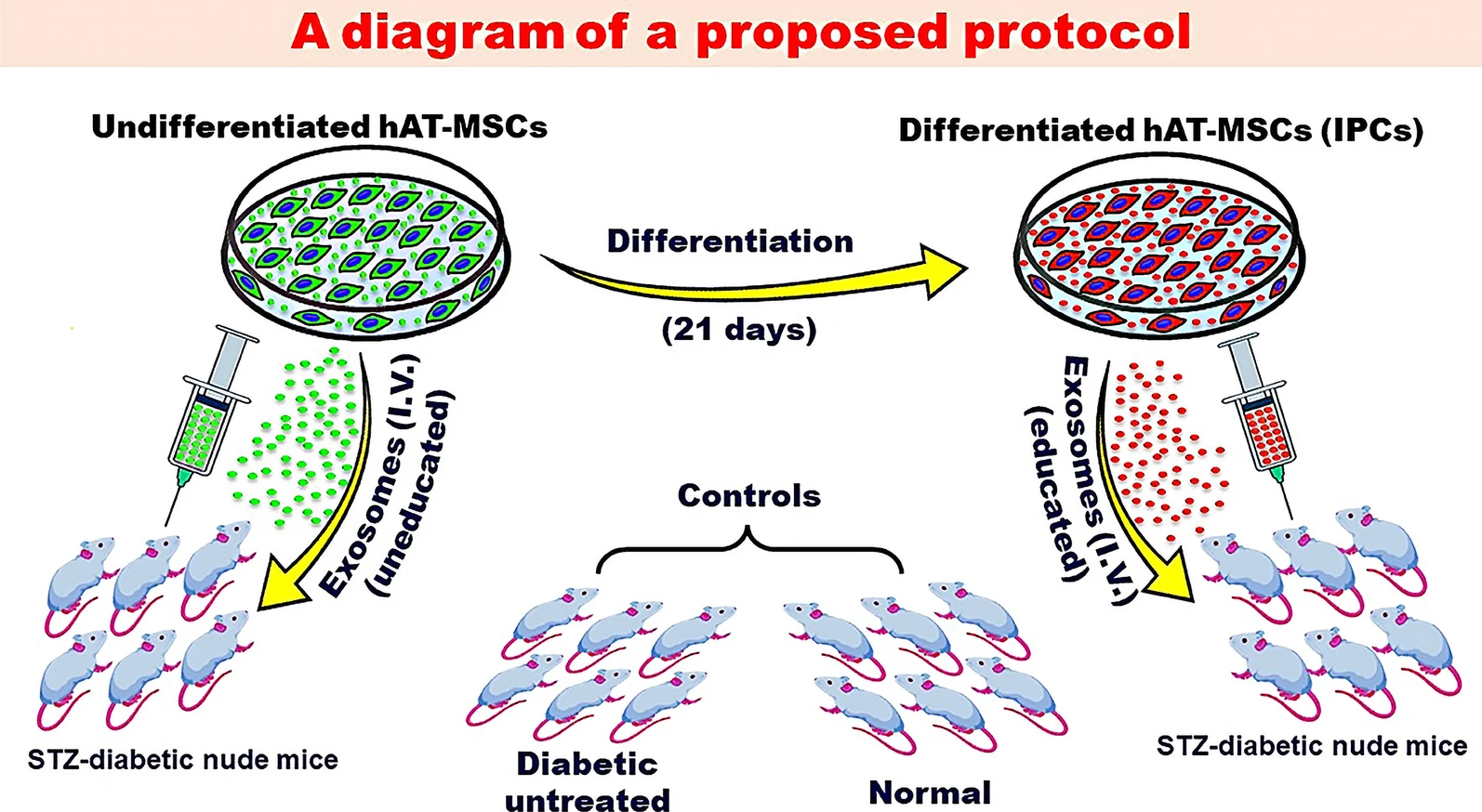 圖2：探索MSC衍生的外泌體潛在益處的建議方案。