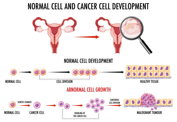 正常細胞和癌細胞的發(fā)展