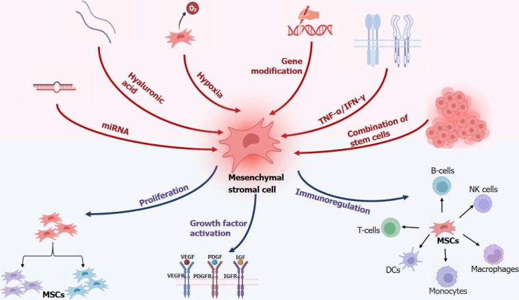 圖1：多重治療促進間充質干細胞功能。
