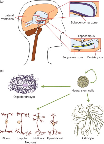 圖1：神經干細胞的來源和分化能力。