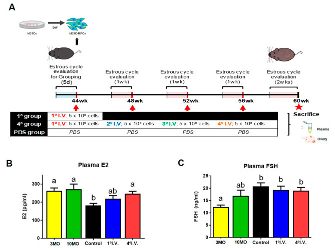 圖1：人類胚胎干細胞間充質祖細胞（hESC-MPCs）的數量對圍絕經期小鼠血漿激素水平的影響。