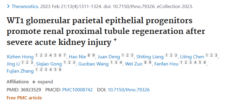 WT1 腎小球頂端上皮祖細(xì)胞促進(jìn)嚴(yán)重急性腎損傷后腎近端小管再生+