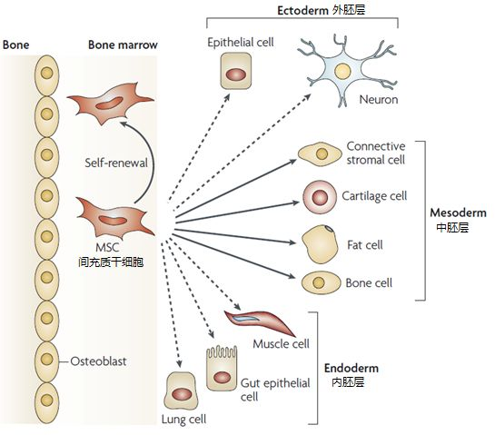 △間充質干細胞的各類分化示意圖