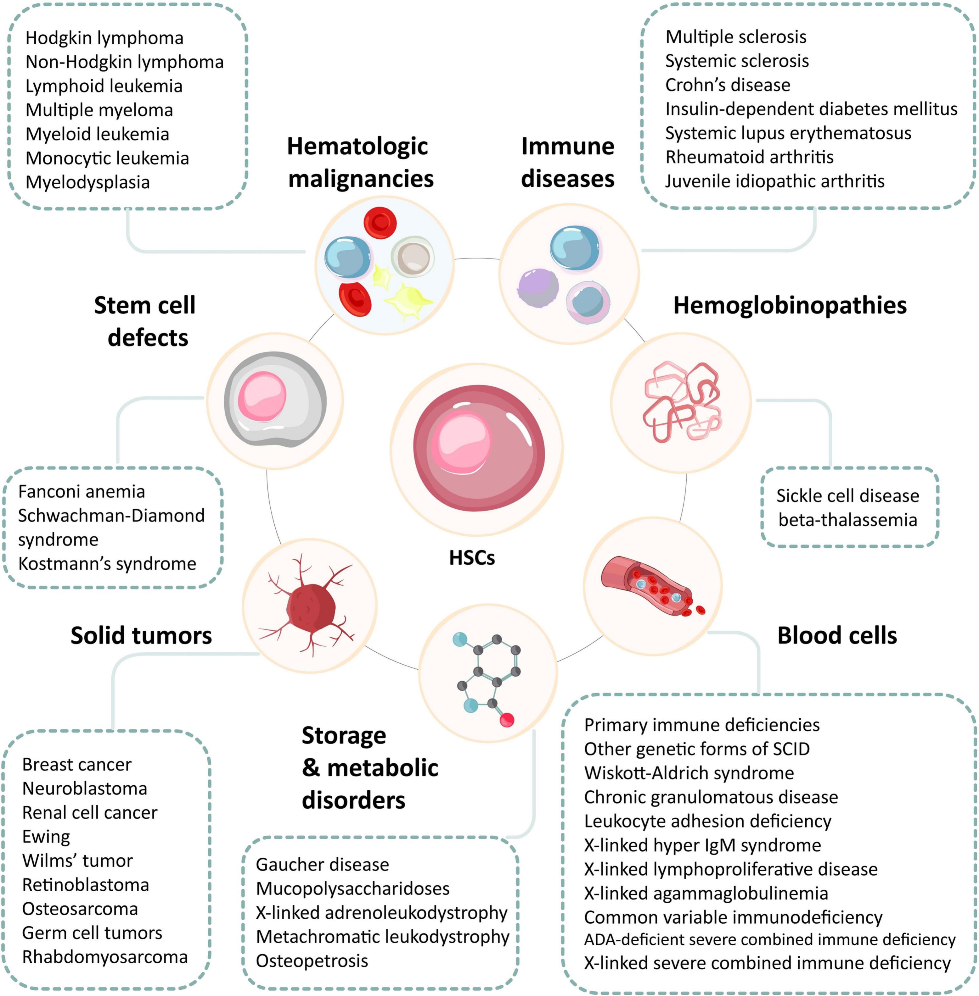 圖3：造血干細胞及其在治療血液和非血液疾病中的潛力。