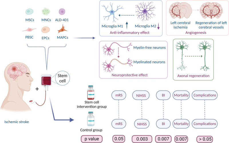 圖7：干細胞治療缺血性中風的作用機制。