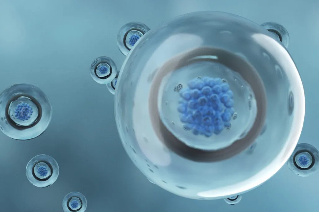 干細胞從哪里來？