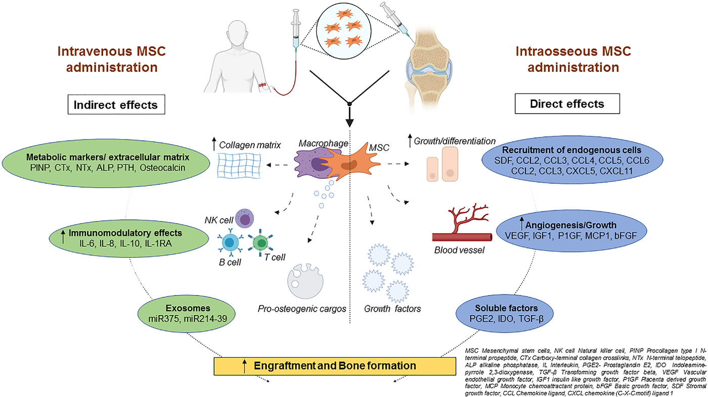 圖2：該圖顯示了根據(jù)文獻(xiàn)16-18和TERCELOI6試驗(yàn)數(shù)據(jù)推測(cè)的間充質(zhì)干細(xì)胞體內(nèi)分子機(jī)制及其給藥后對(duì)各種細(xì)胞功能的作用。