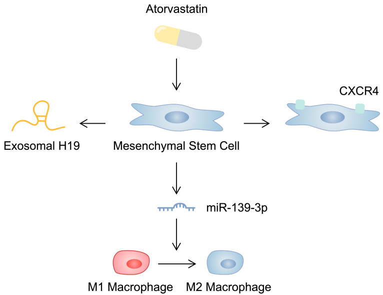 圖2：示意圖顯示阿托伐他汀對間充質干細胞的影響，這可能會影響其心臟保護能力。